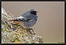 Zwarte Roodstaart, Black Redstart, Phoenicurus ochruros Location: Wierden, the Netherlands zwarte roodstaart MG 0590 kopie
